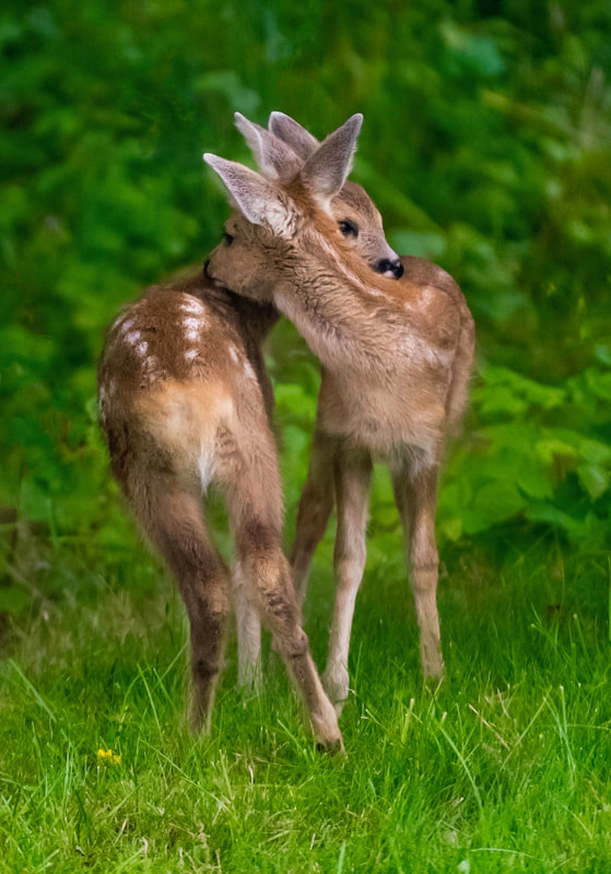 Deer Couple